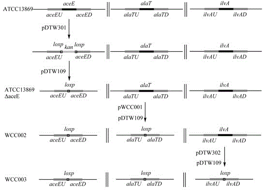 Construction of corynebacterium glutamicum engineering bacteria for high-yielding production of L-valine and method for fermentation production of L-valine