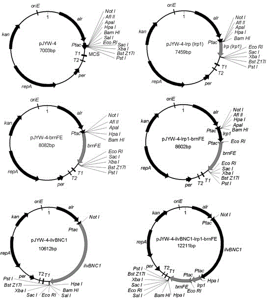 Construction of corynebacterium glutamicum engineering bacteria for high-yielding production of L-valine and method for fermentation production of L-valine