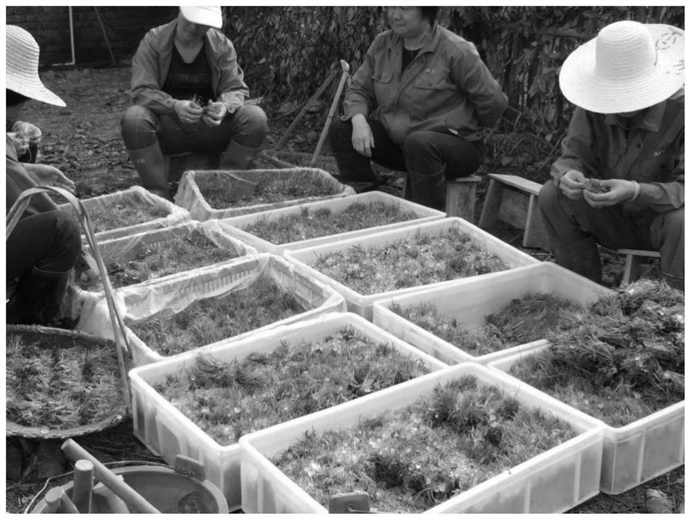 A kind of transportation method of sugarcane tissue culture rooted shoot