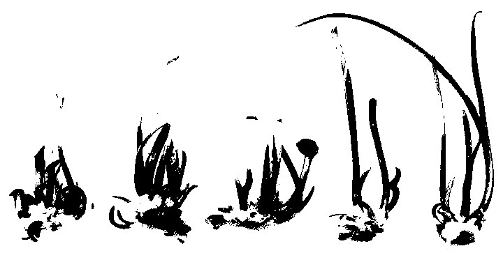 Rootless tissue culture method of lycoris radiata and lycoris radiata cultivating method