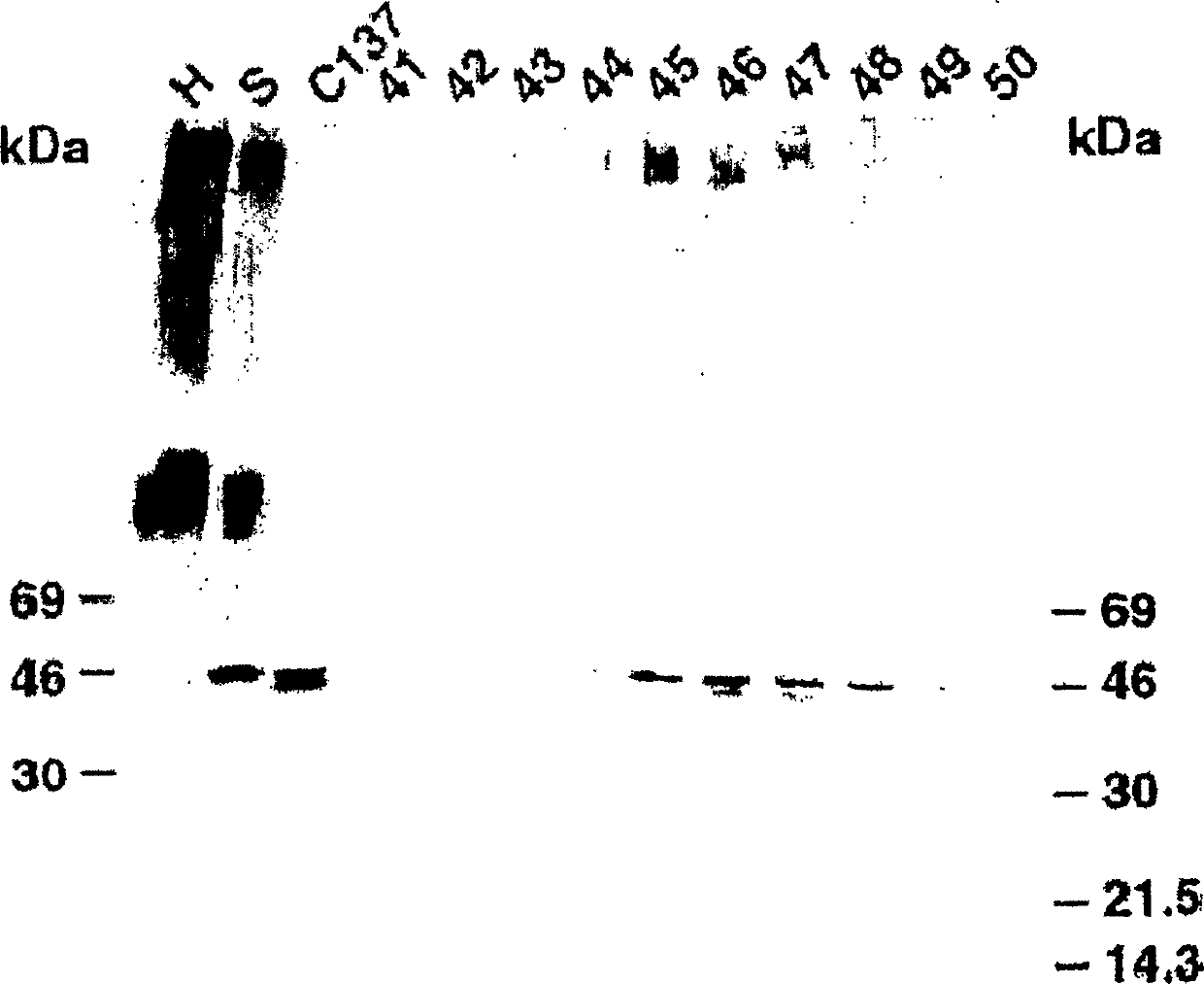 Cancer-associated epitope