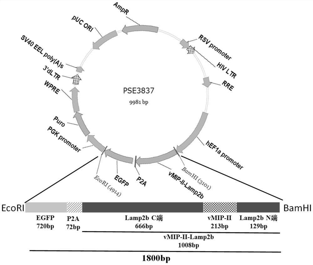 An exosome capable of targeting and blocking chemokine receptors and its preparation method and application