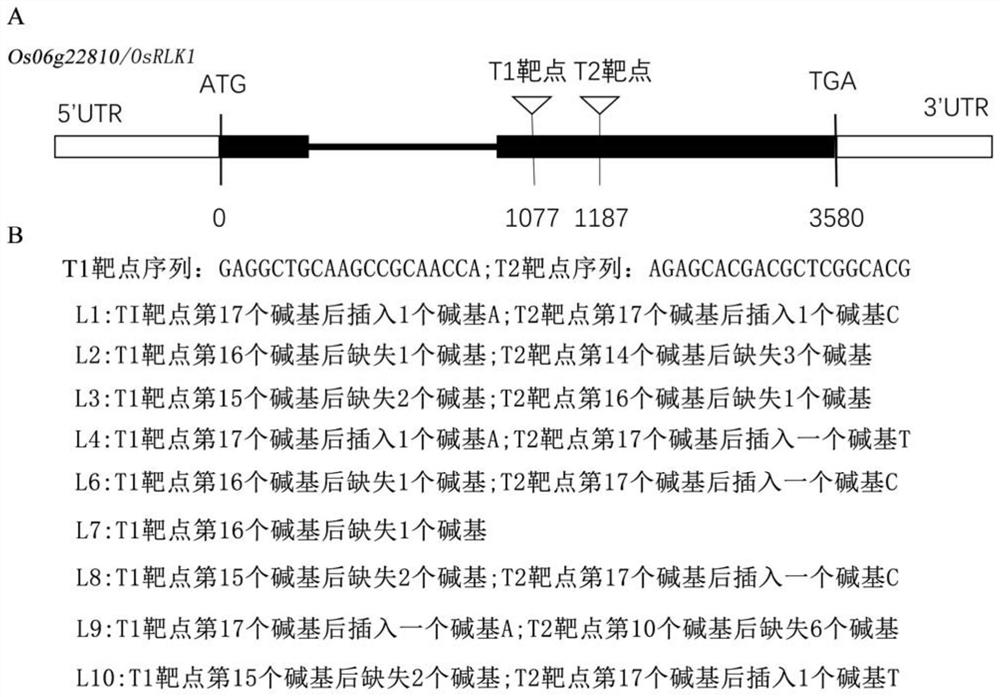 Method for improving bacterial blight resistance of rice