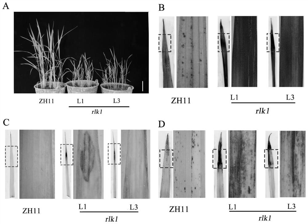 Method for improving bacterial blight resistance of rice