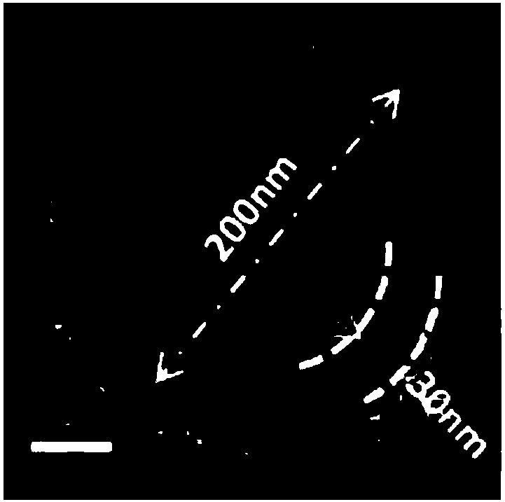 Lithium-sulfur battery flexible electrode material and preparation method and application thereof