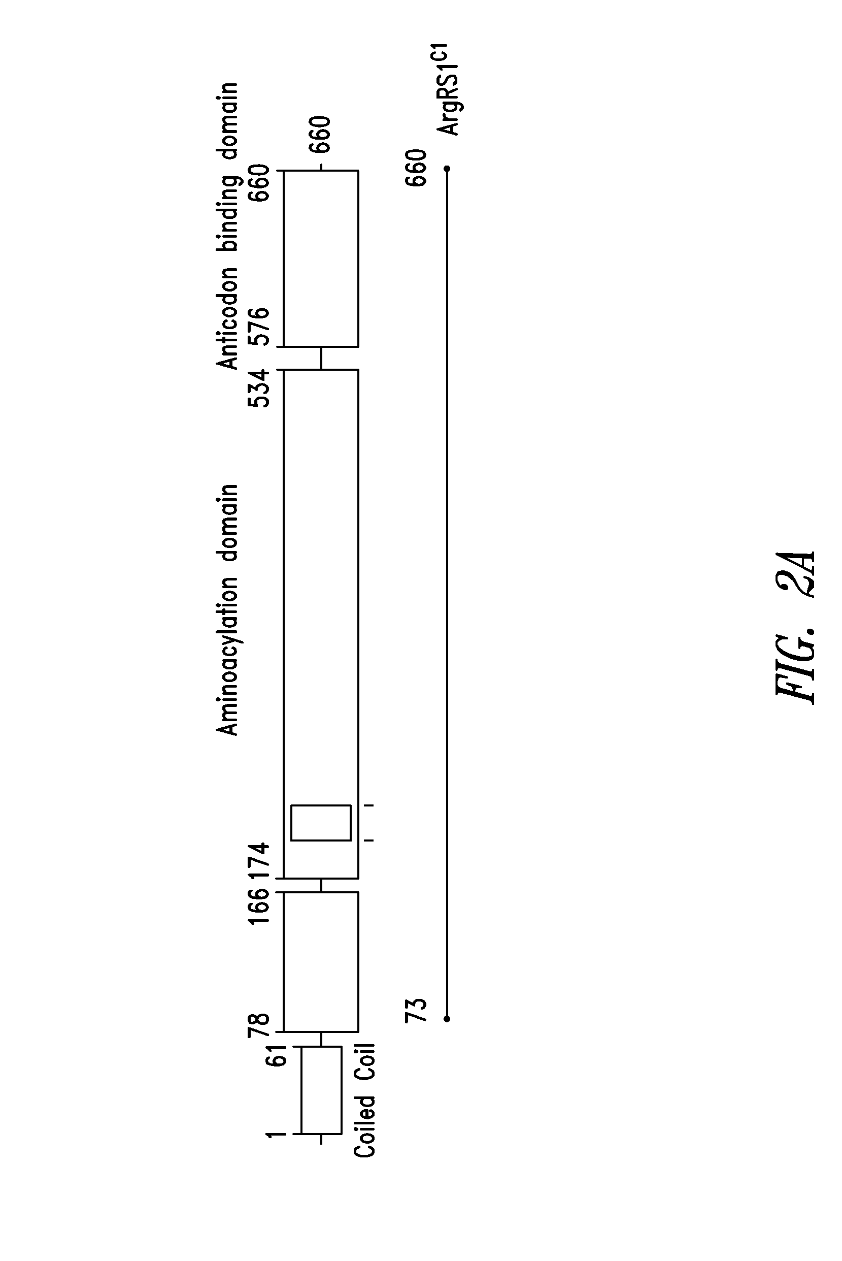 Innovative discovery of therapeutic, diagnostic, and antibody compositions related protein fragments of arginyl-trna synthetases