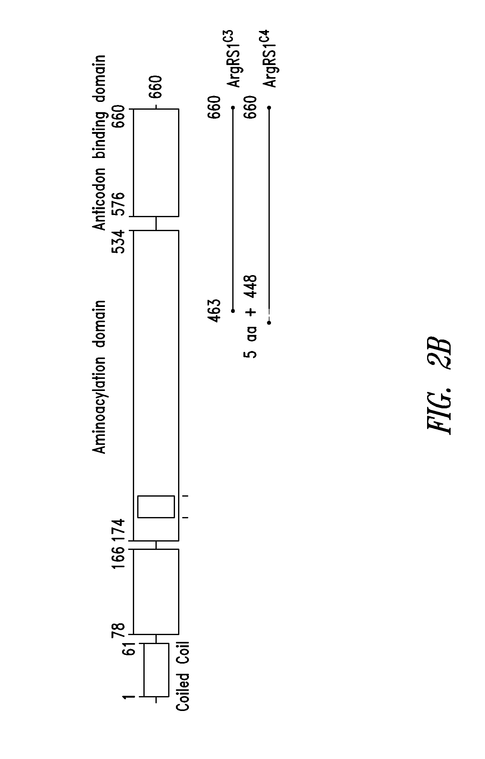 Innovative discovery of therapeutic, diagnostic, and antibody compositions related protein fragments of arginyl-trna synthetases