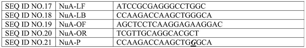 Kit for constant-temperature detection of respiratory tract infection bacterial pathogens by enzyme digestion probes