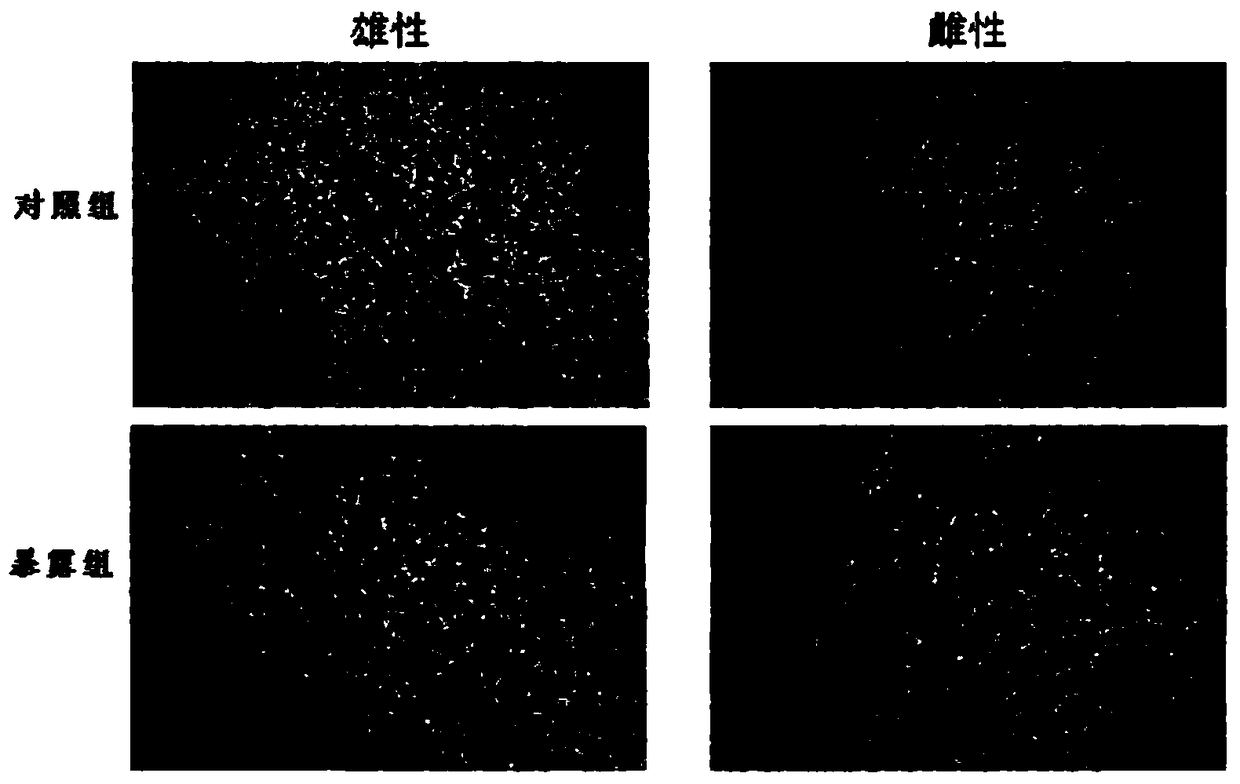 Construction method of mouse lung cancer model