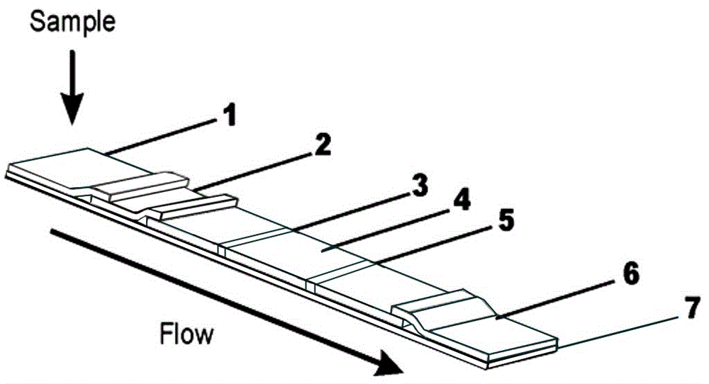 Fluorescent latex immunochromatography detection reagent for detecting falciparum malaria and preparation method thereof