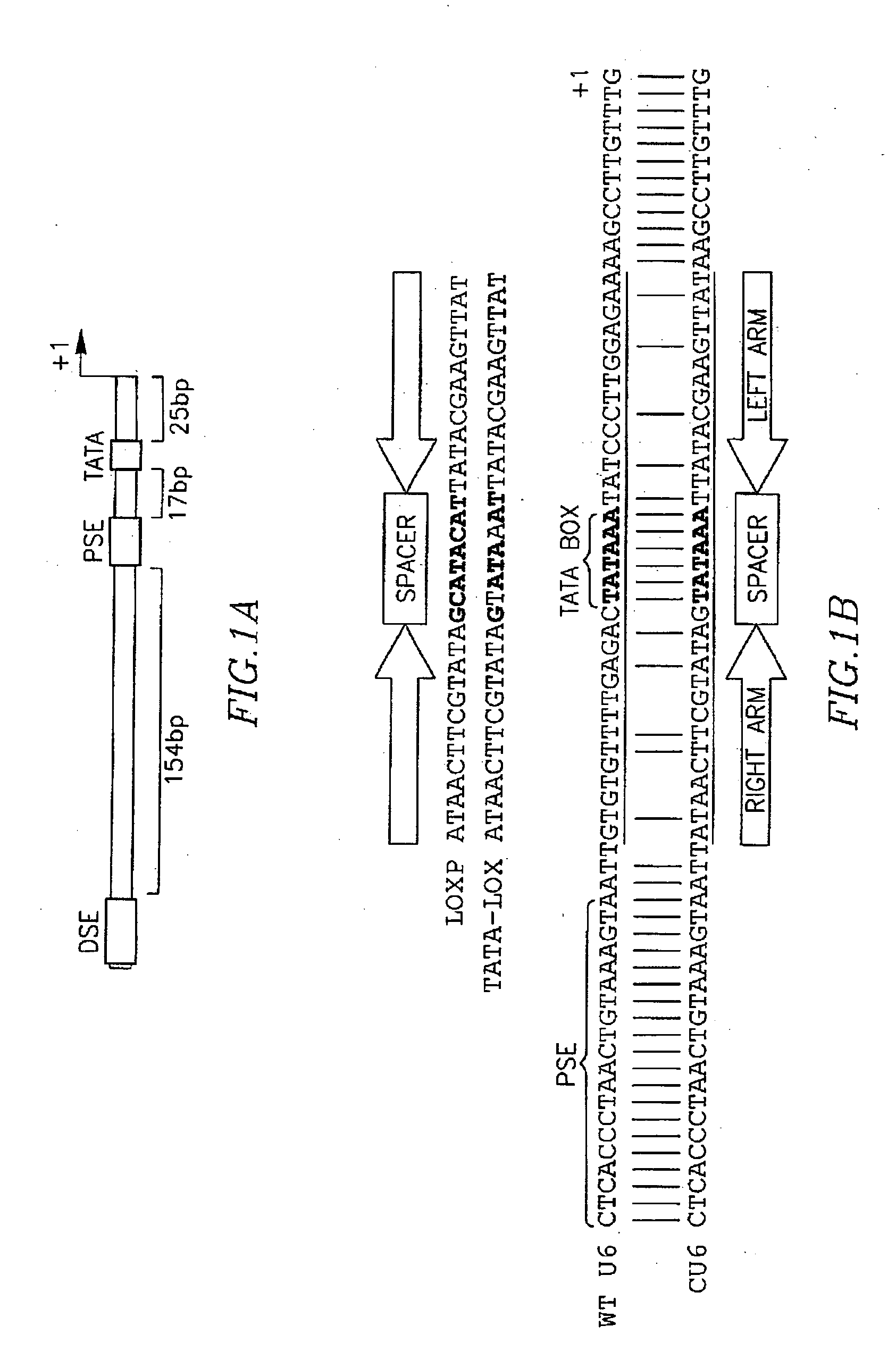 Cre-lox based method for conditional RNA interference