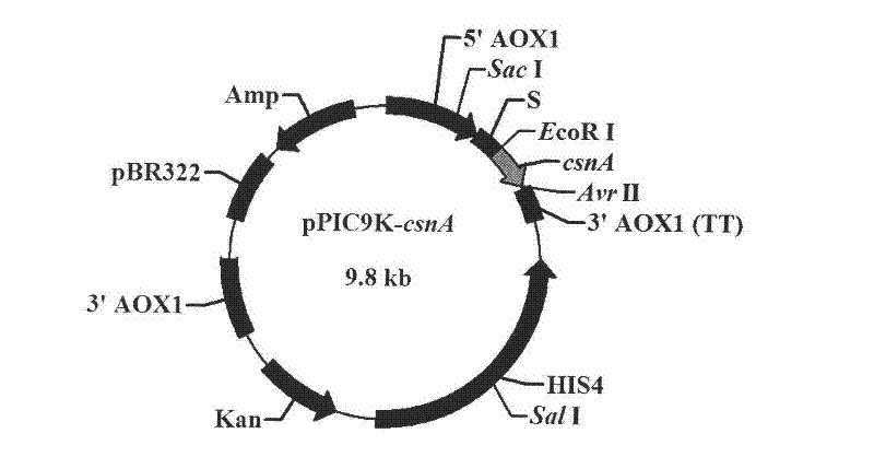 Beta-1, 4-endo-chitosanase (Aus CsnA) gene cloning and preparation of recombinase