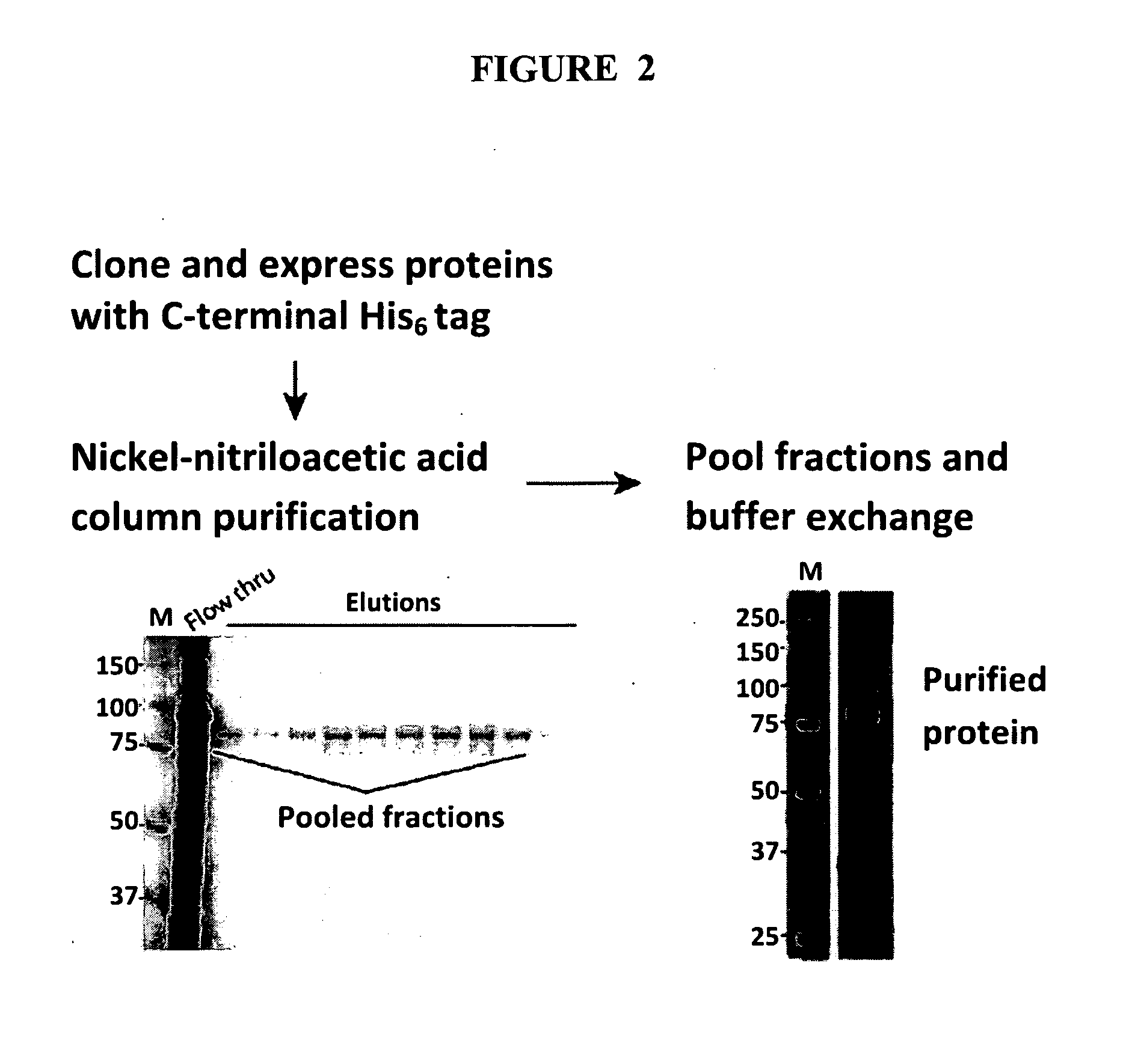 Compositions and methods for diagnosing and treating urinary tract infections