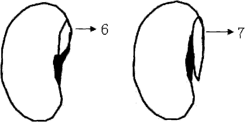 Plant cultivating method for dynamically observing and measuring roots in situ