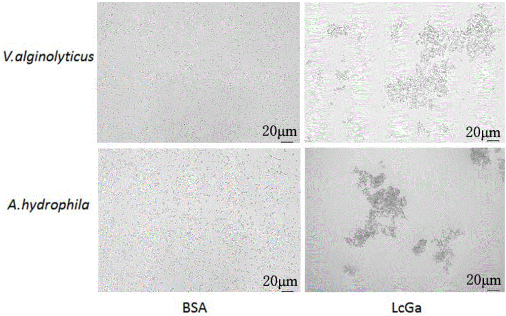 Preparation method and application of LcGa recombinant protein of galaptins of larimichthys crocea