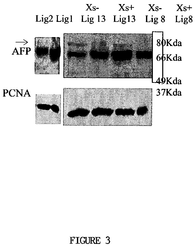 Hepatocyte precursor cell lines