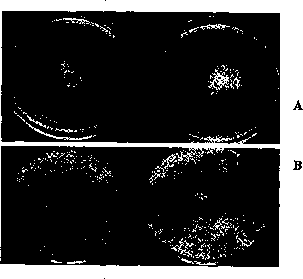 Fruit and vegetables antiscaling agent containing regrouped chitinase