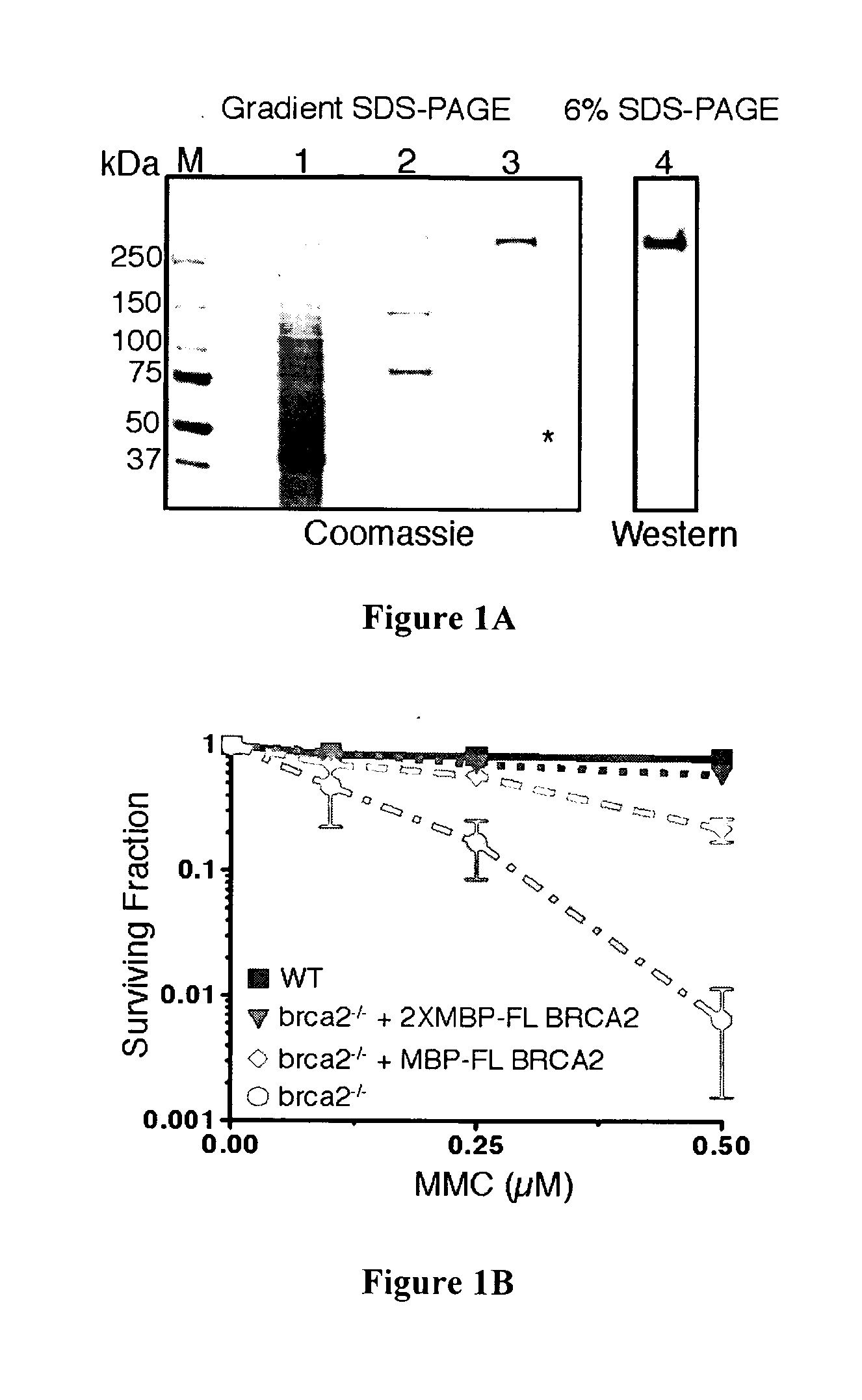 Expression and purification of fusion protein with multiple mbp tags