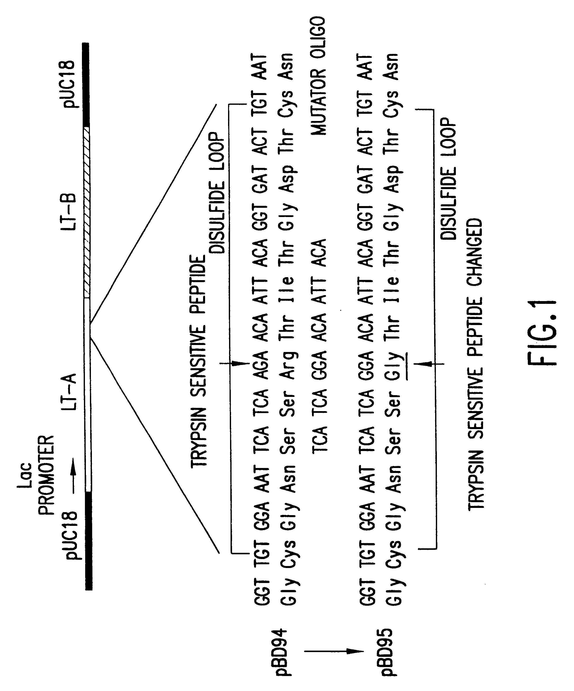 Mutant enterotoxin effective as a non-toxic adjuvant