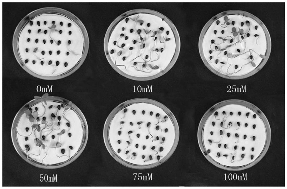 Application of Ascorbic Acid as Dormancy-Relief Accelerator in Breaking Seed Dormancy