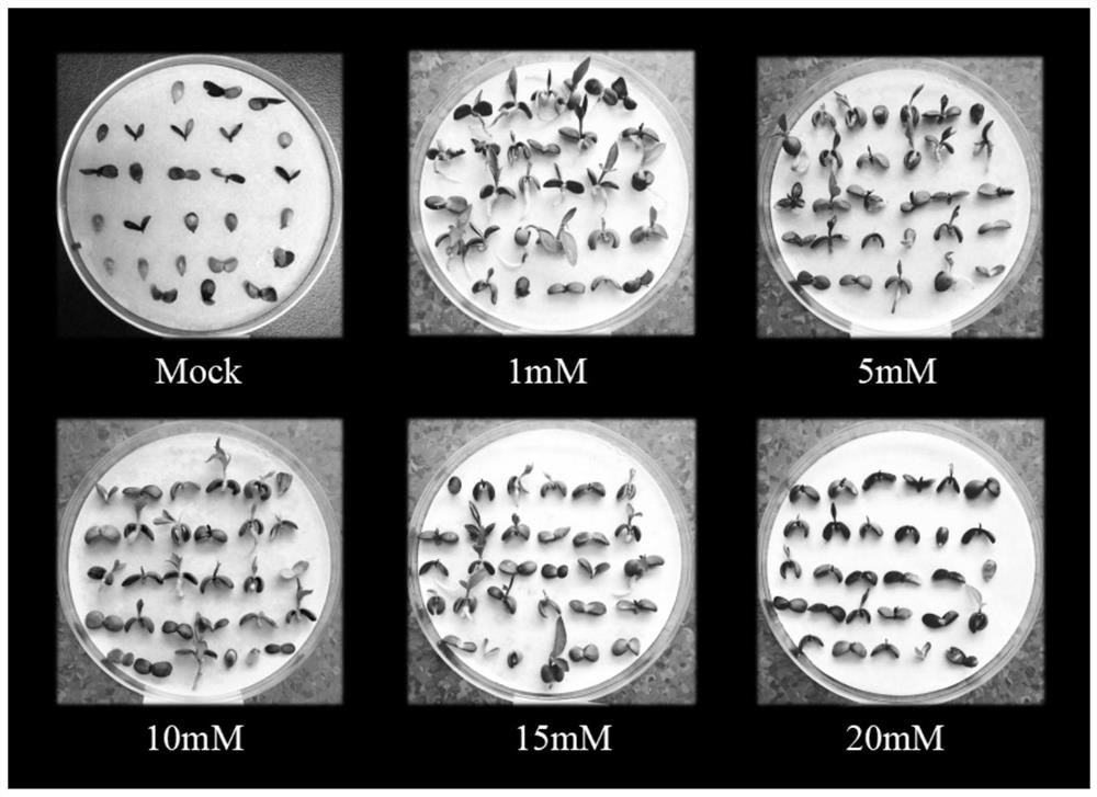 Application of Ascorbic Acid as Dormancy-Relief Accelerator in Breaking Seed Dormancy