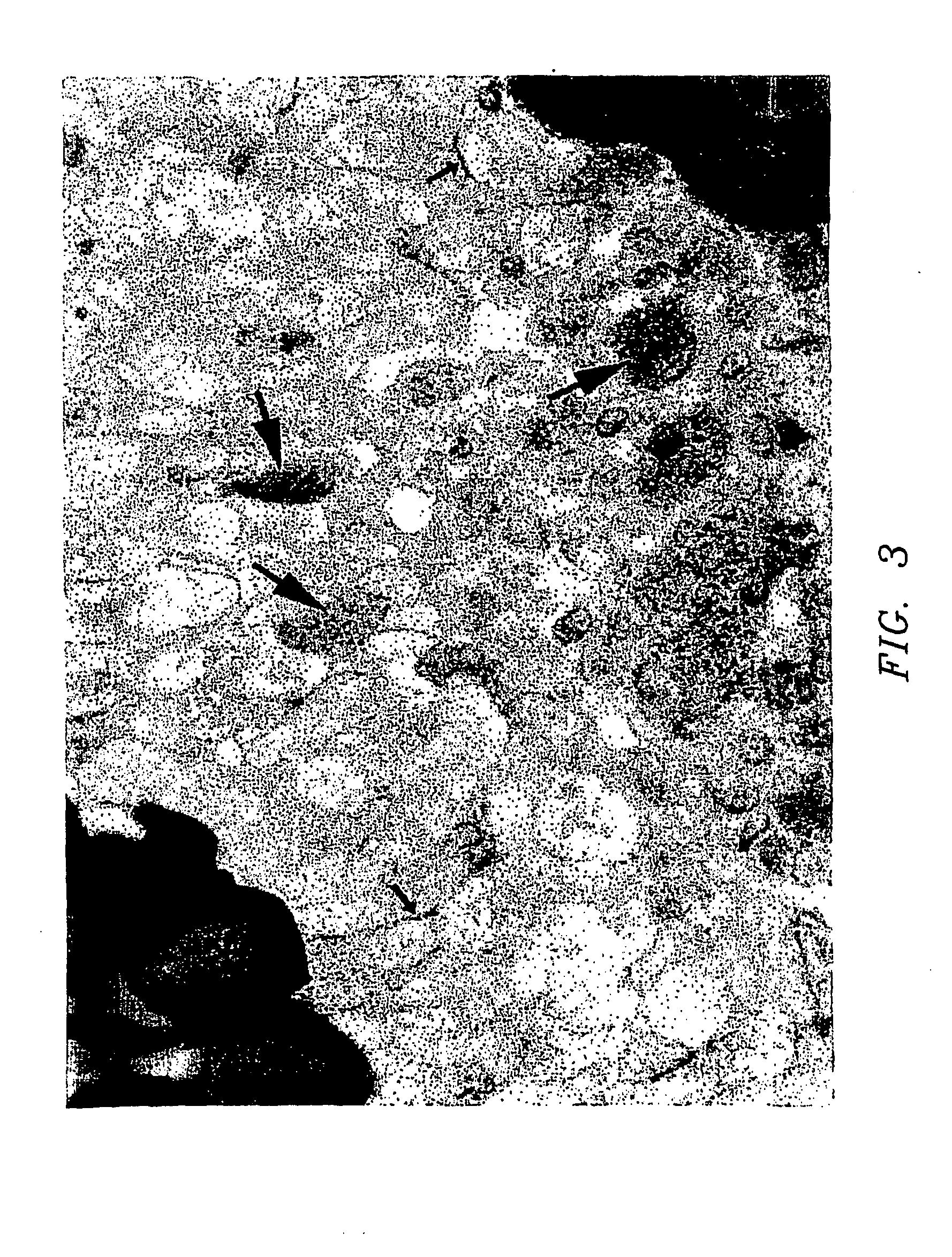 Methods for modeling infectious disease and chemosensitivity in cultured cells and tissues