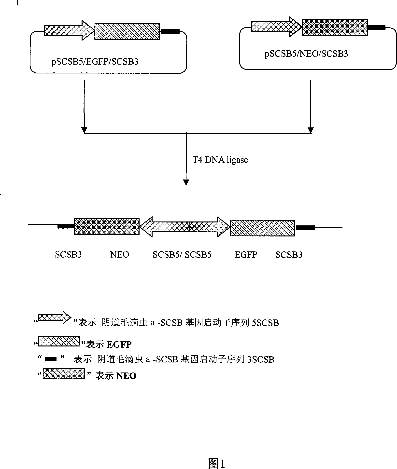 Transfection system for expressing exogenous gene in vagina trichmonad body