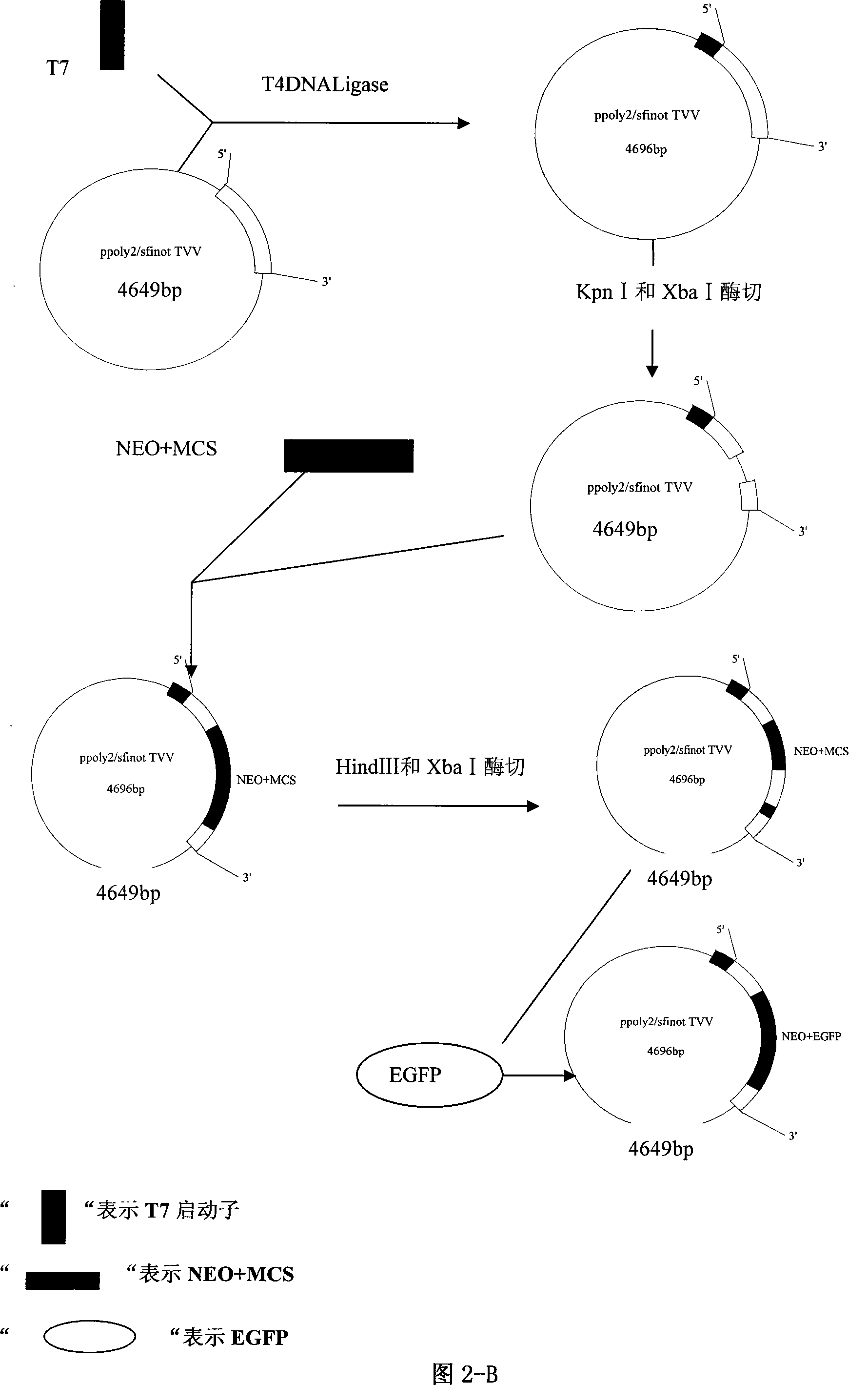 Transfection system for expressing exogenous gene in vagina trichmonad body