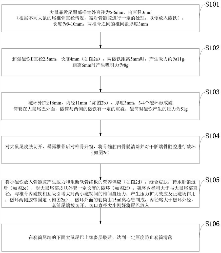 A rat model of cartilage degeneration-induced degeneration of annulus fibrosus and nucleus pulposus and its application