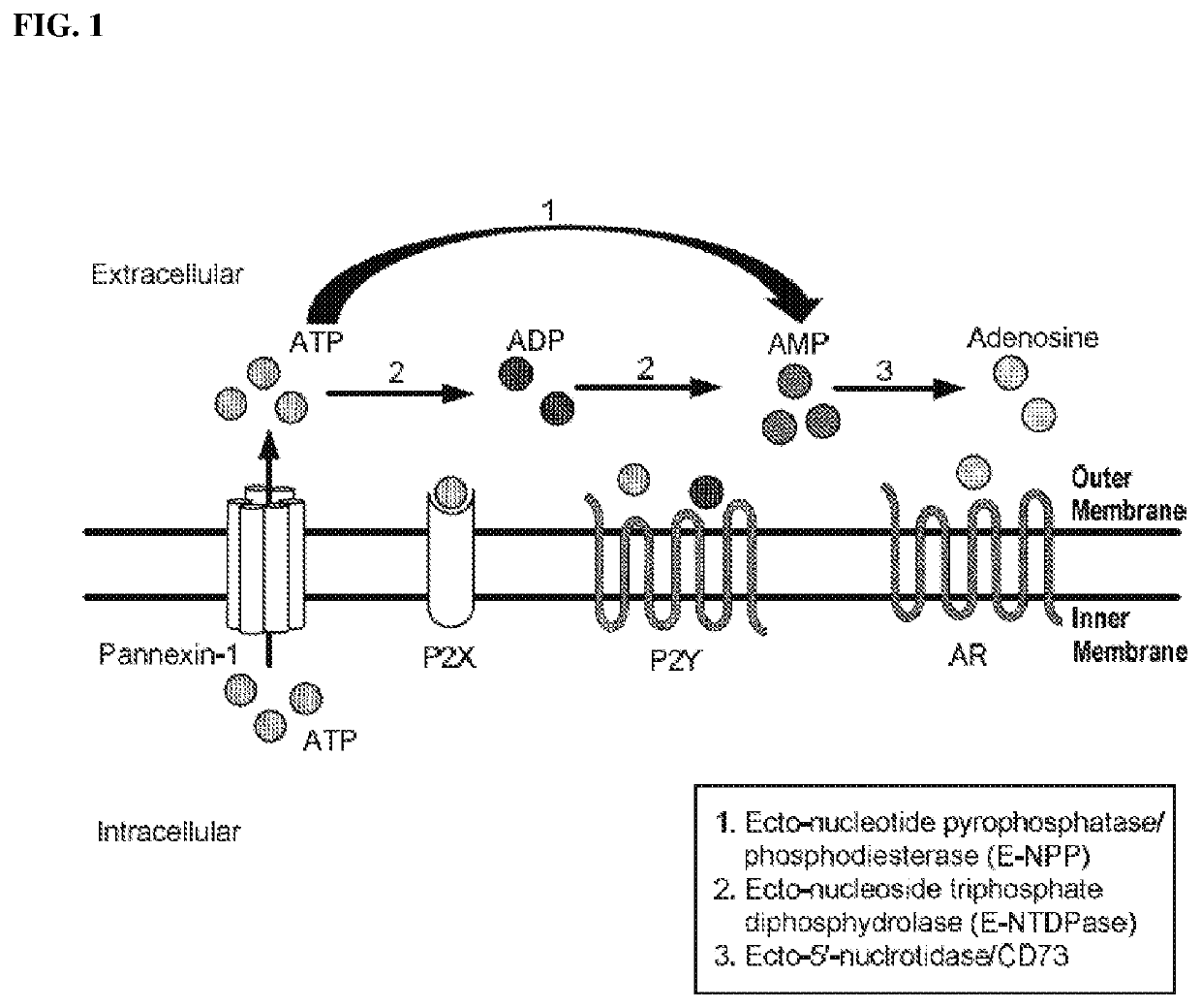 Inhibitors of cd73-mediated immunosuppression