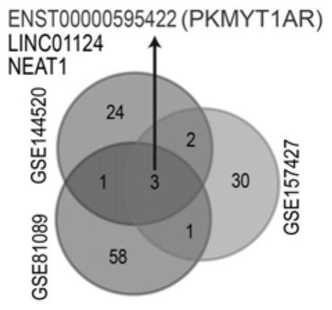 Human PKMYT1AR gene and application thereof