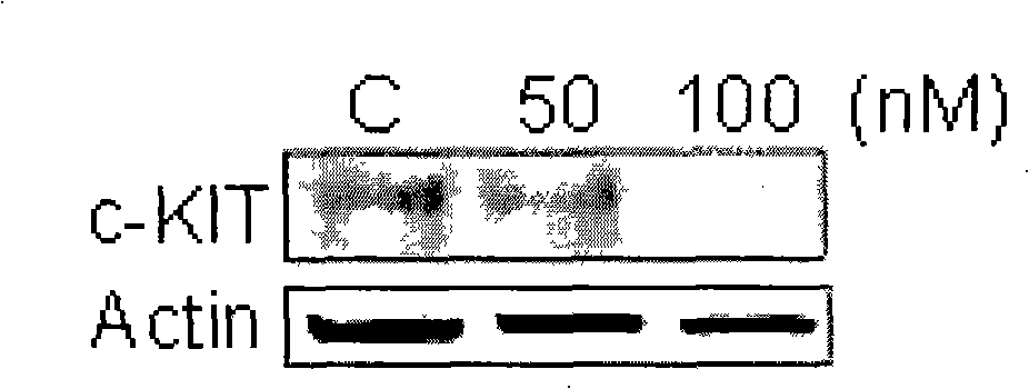 Use of triptolide in preparing medicament for treating c-KIT tyrosine kinase related tumor