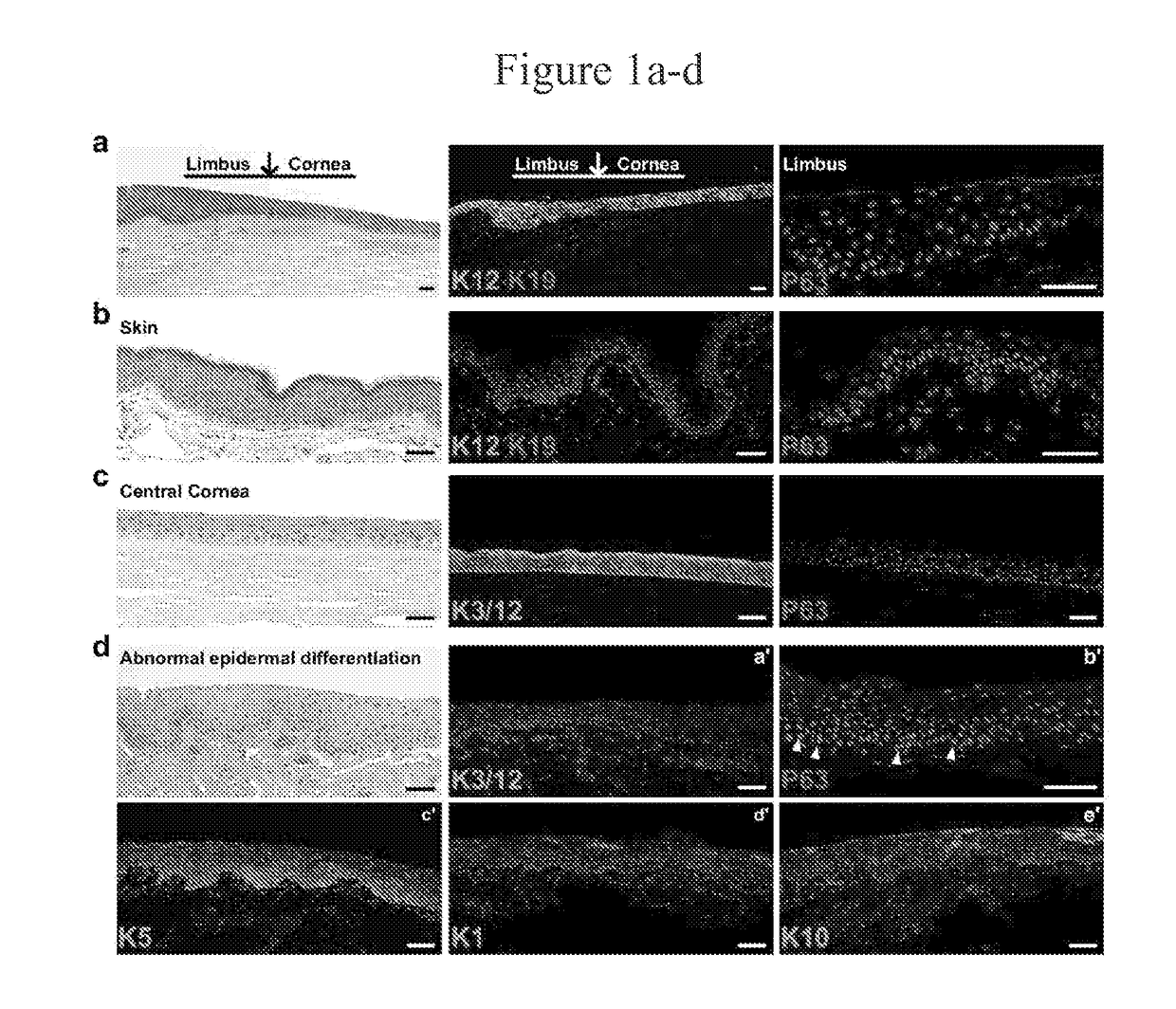 Cultured mammalian limbal stem cells, methods for generating the same, and uses thereof