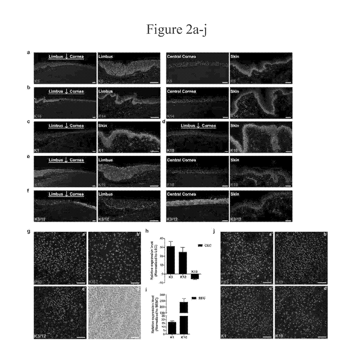 Cultured mammalian limbal stem cells, methods for generating the same, and uses thereof