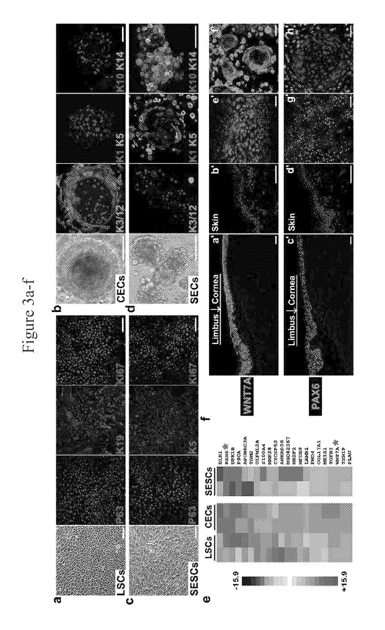 Cultured mammalian limbal stem cells, methods for generating the same, and uses thereof