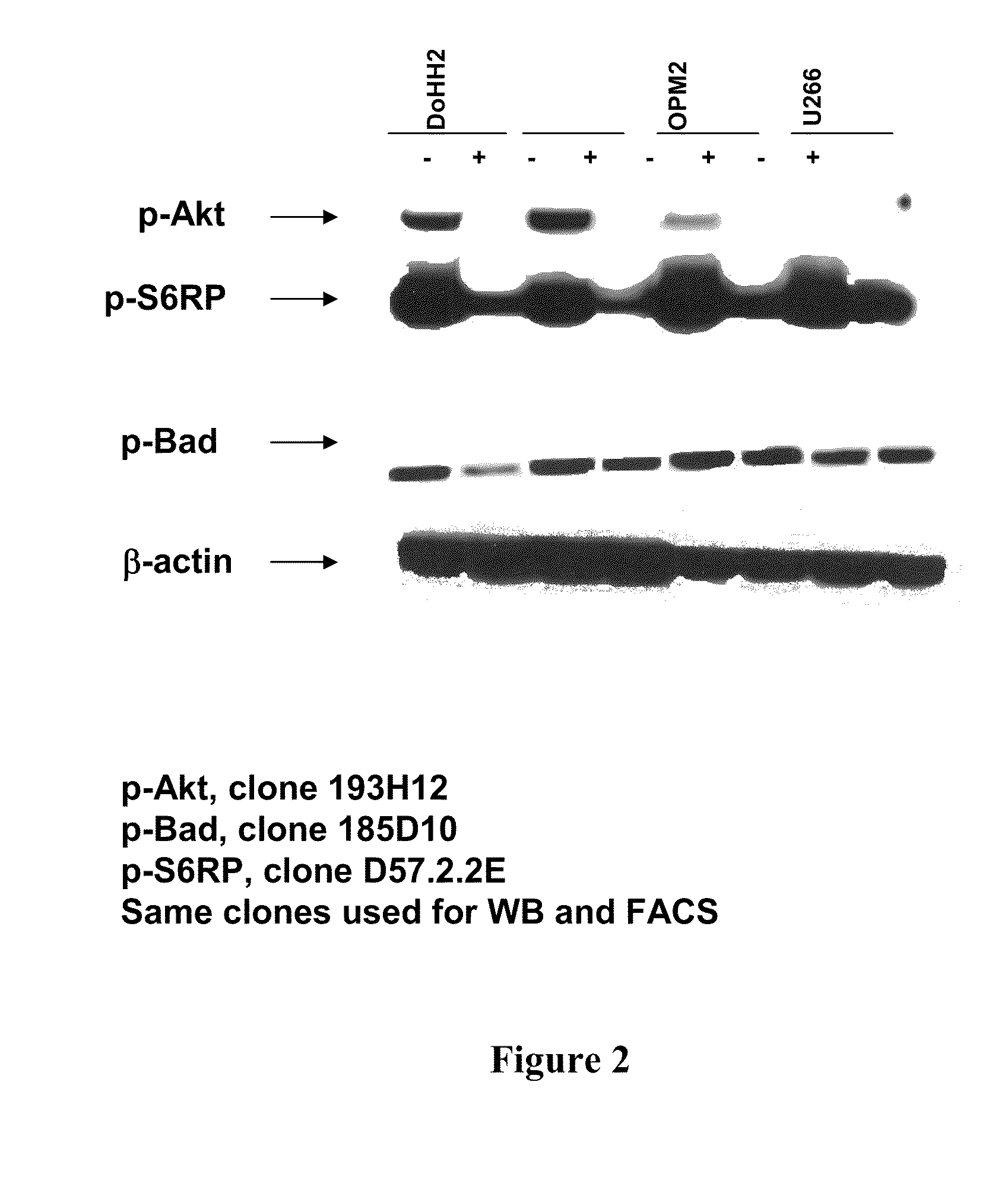 Combinations of phosphoinositide 3-kinase inhibitor compounds and chemotherapeutic agents for the treatment of hematopoietic malignancies