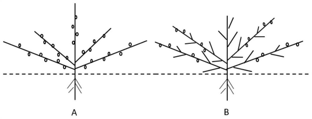 A molecular marker method and application of peanut flowering habit-related gene loci