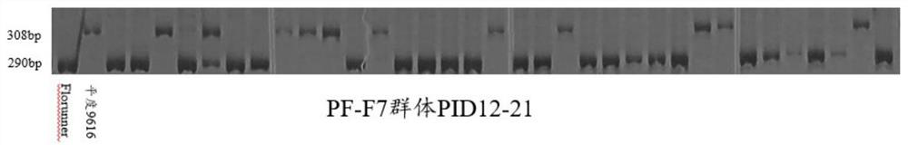 A molecular marker method and application of peanut flowering habit-related gene loci