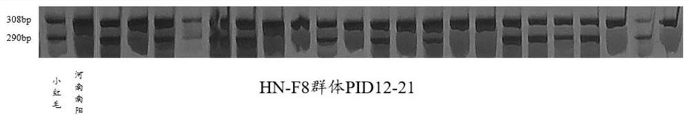 A molecular marker method and application of peanut flowering habit-related gene loci