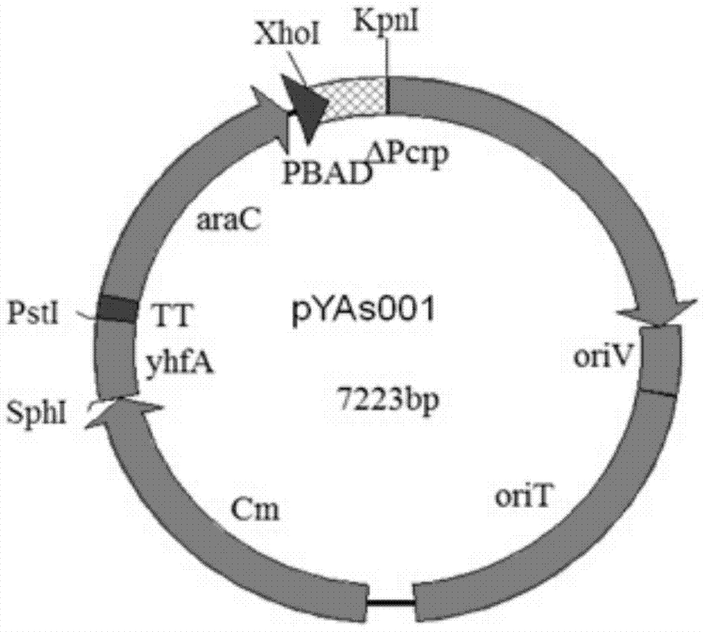 A method for constructing a gene regulation delayed attenuation and improved expression of exogenous antigen Salmonella choleraesuis vector