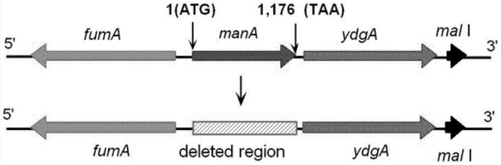 A method for constructing a gene regulation delayed attenuation and improved expression of exogenous antigen Salmonella choleraesuis vector