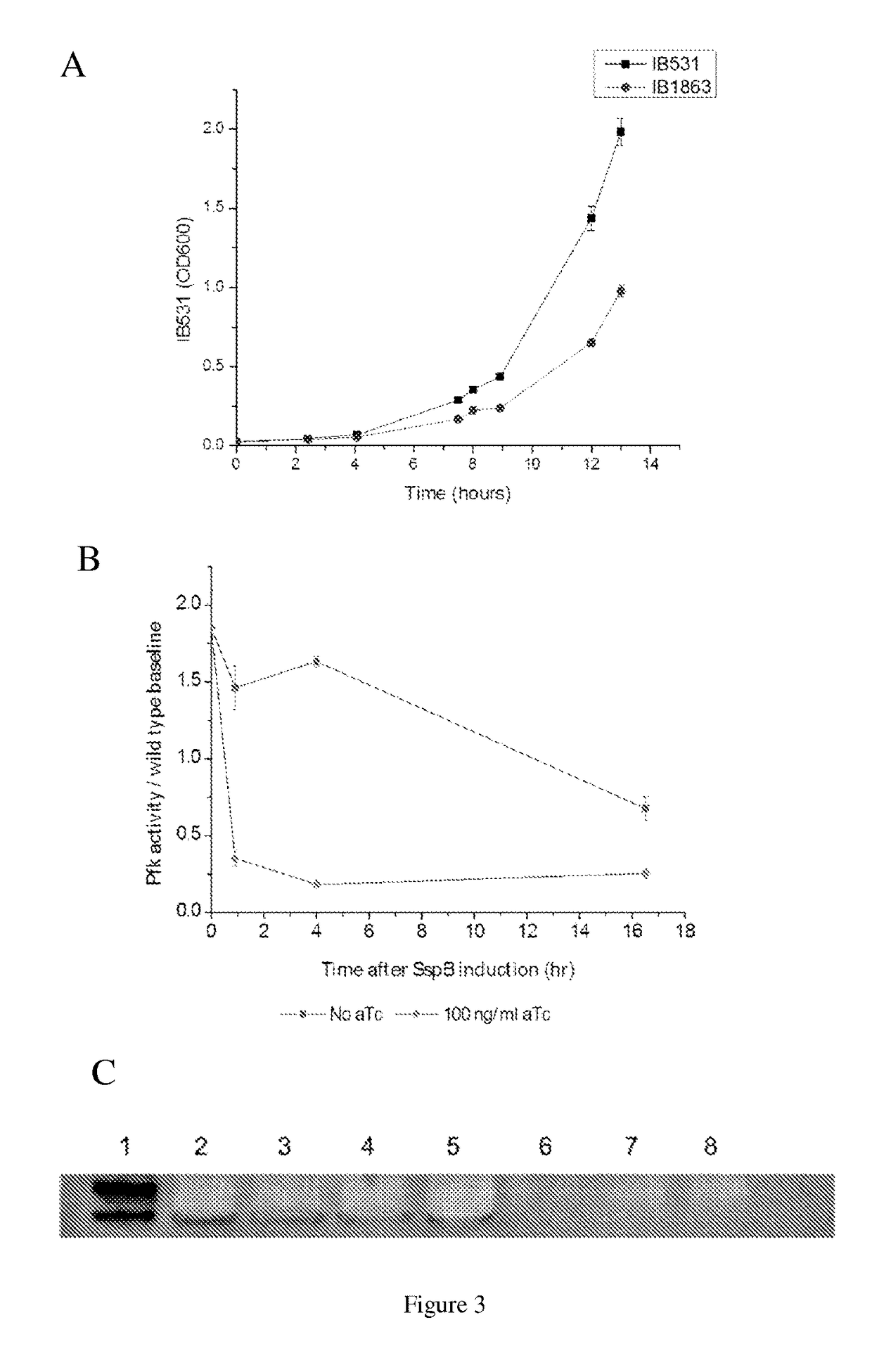 Dynamic knockdown of central metabolism for redirecting glucose-6-phosphate fluxes