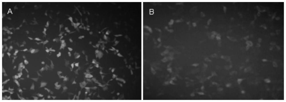 A marc-145 cell line that knocks down pkr