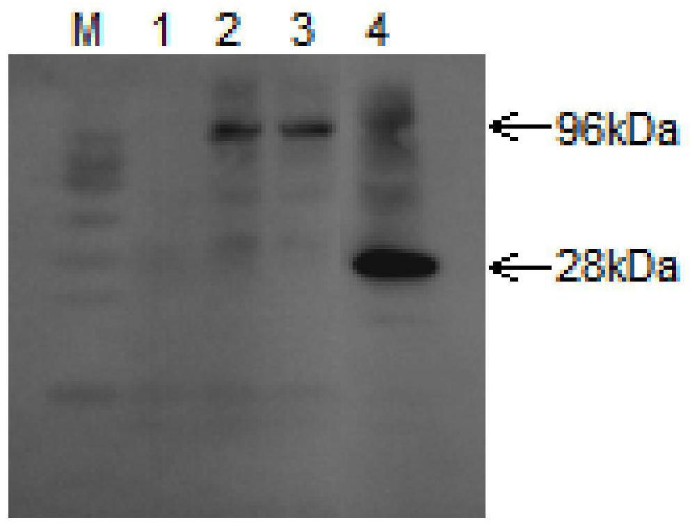 A marc-145 cell line that knocks down pkr