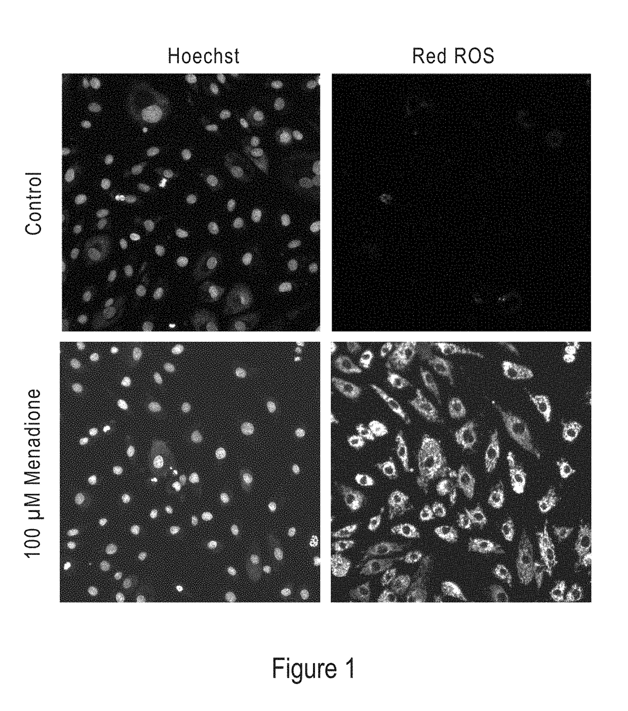 Modified Hydrocyanine Dyes for the Detection of Reactive Oxygen Species