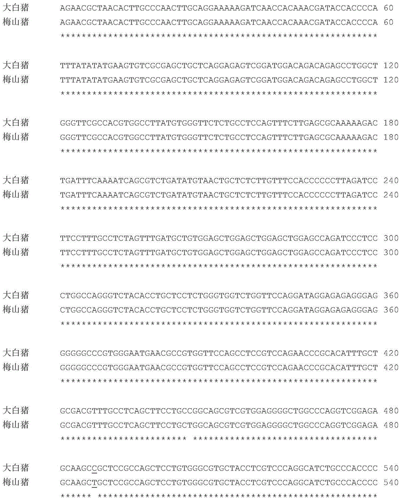 Genetic marker related to porcine semen quality traits and application