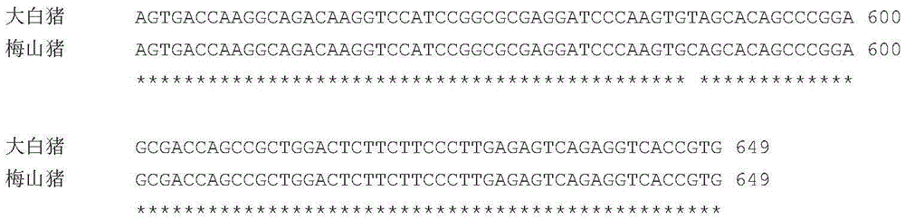 Genetic marker related to porcine semen quality traits and application