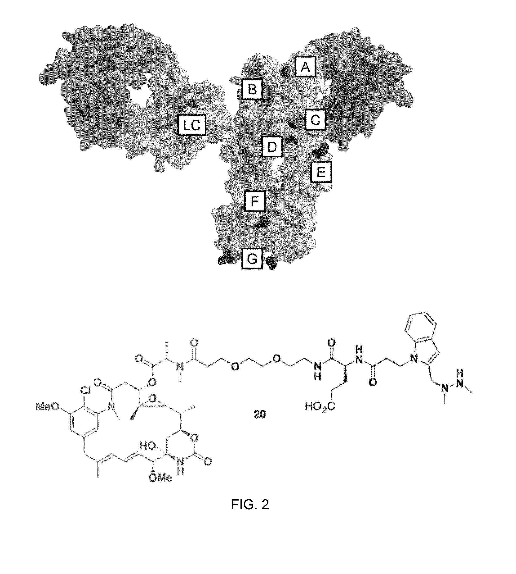 Anti-Her2 Antibody-Maytansine Conjugates and Methods of Use Thereof