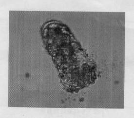 A kind of bacillus pumilus and its application in killing nematodes