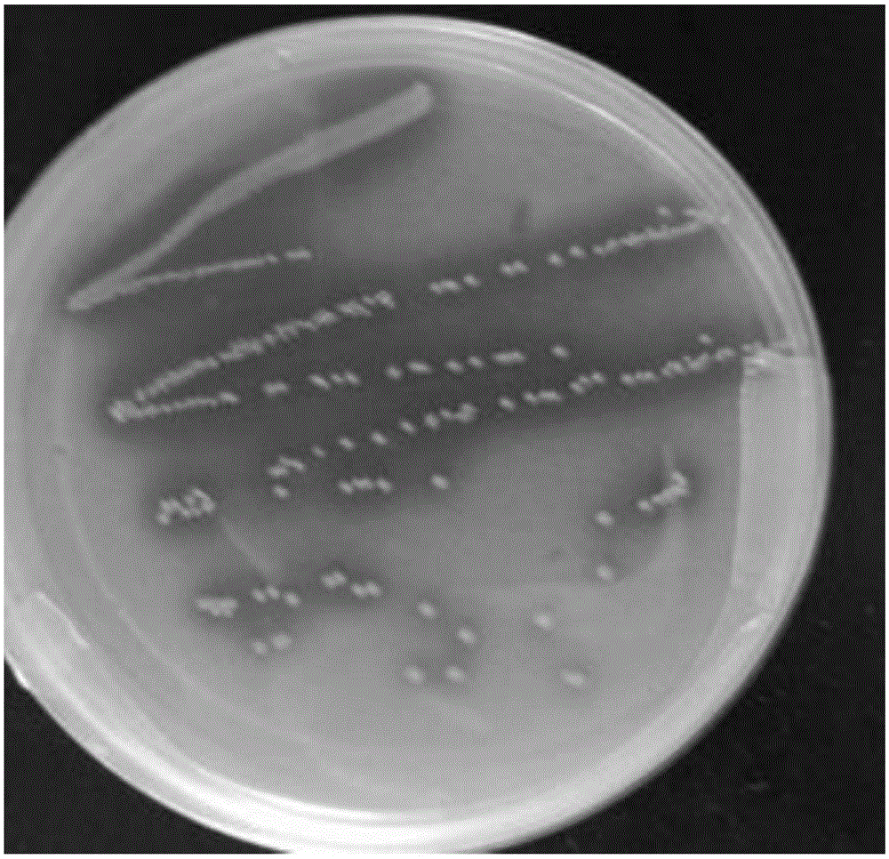 Lactobacillus fermentum strain suo capable of preventing gastric ulcers and application of lactobacillus fermentum strain suo